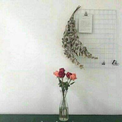 金星app安装下载官网