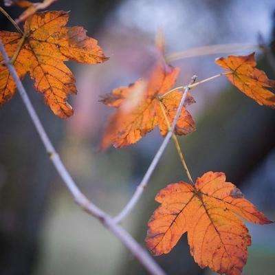 欢迎使用BOB半岛